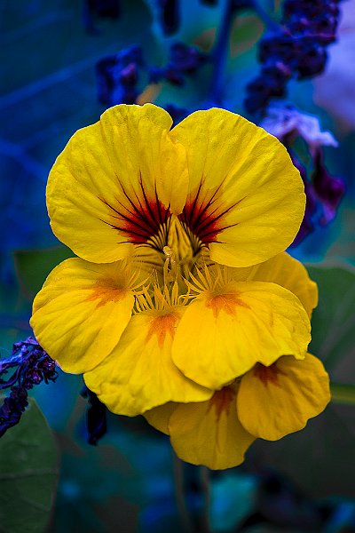 G.ARTALE - CAPPUCINA - TROPAEOLUM MAJUS.jpg